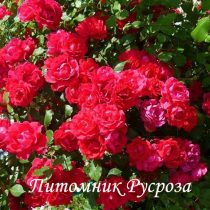 КРЫМСКИЙ ФАКЕЛ