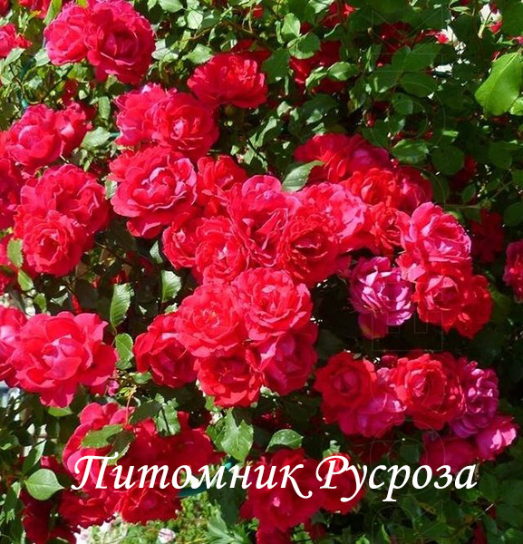 КРЫМСКИЙ ФАКЕЛ