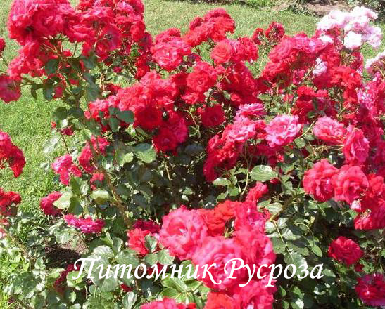 КРЫМСКИЙ ФАКЕЛ