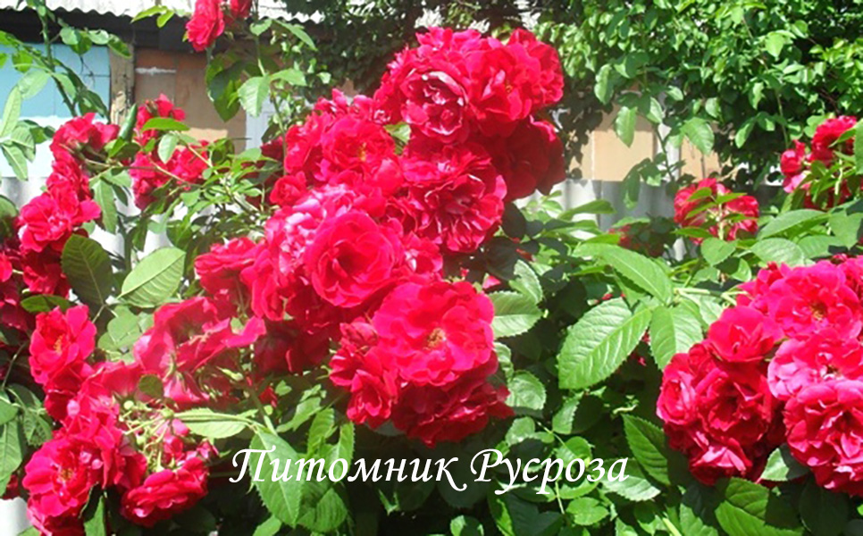 КРЫМСКИЙ ФАКЕЛ