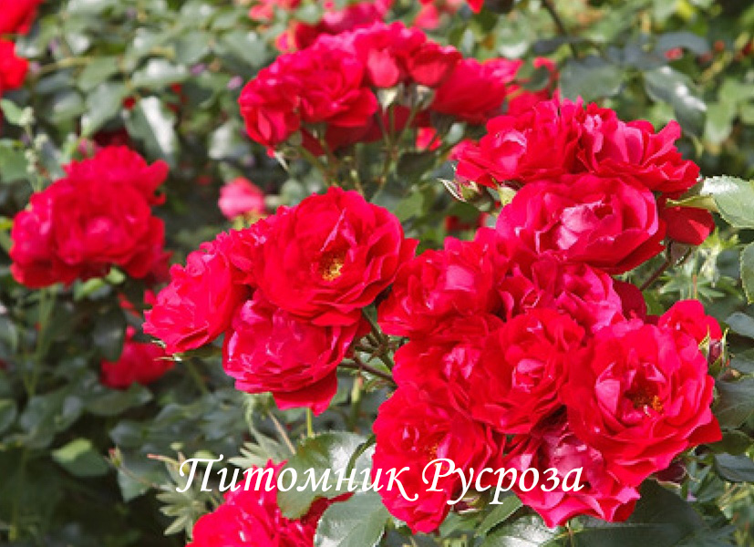 КРЫМСКИЙ ФАКЕЛ