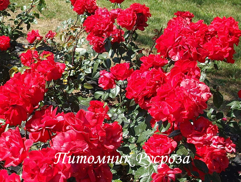 КРЫМСКИЙ ФАКЕЛ