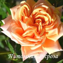 КРЫМСКОЕ СОЛНЫШКО