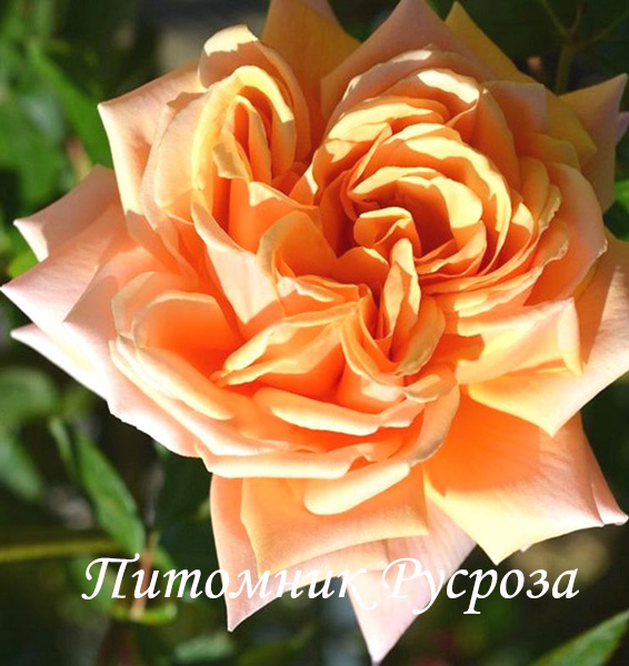 КРЫМСКОЕ СОЛНЫШКО