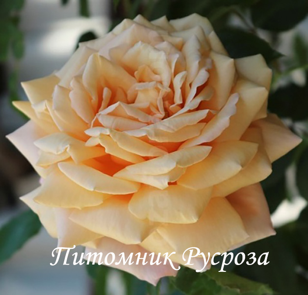 КРЫМСКОЕ СОЛНЫШКО