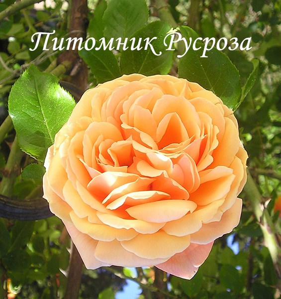 КРЫМСКОЕ СОЛНЫШКО