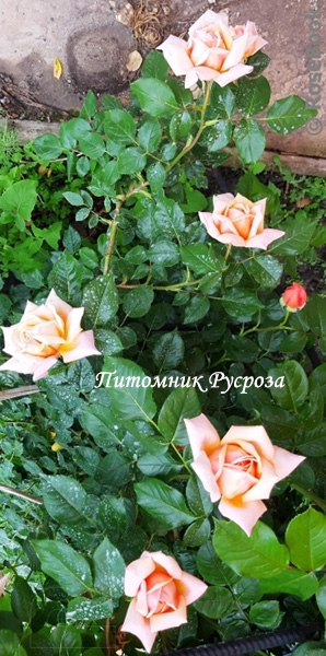 КРЫМСКОЕ СОЛНЫШКО