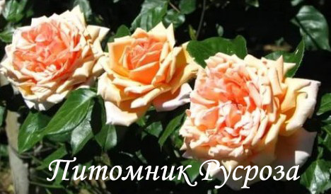 КРЫМСКОЕ СОЛНЫШКО