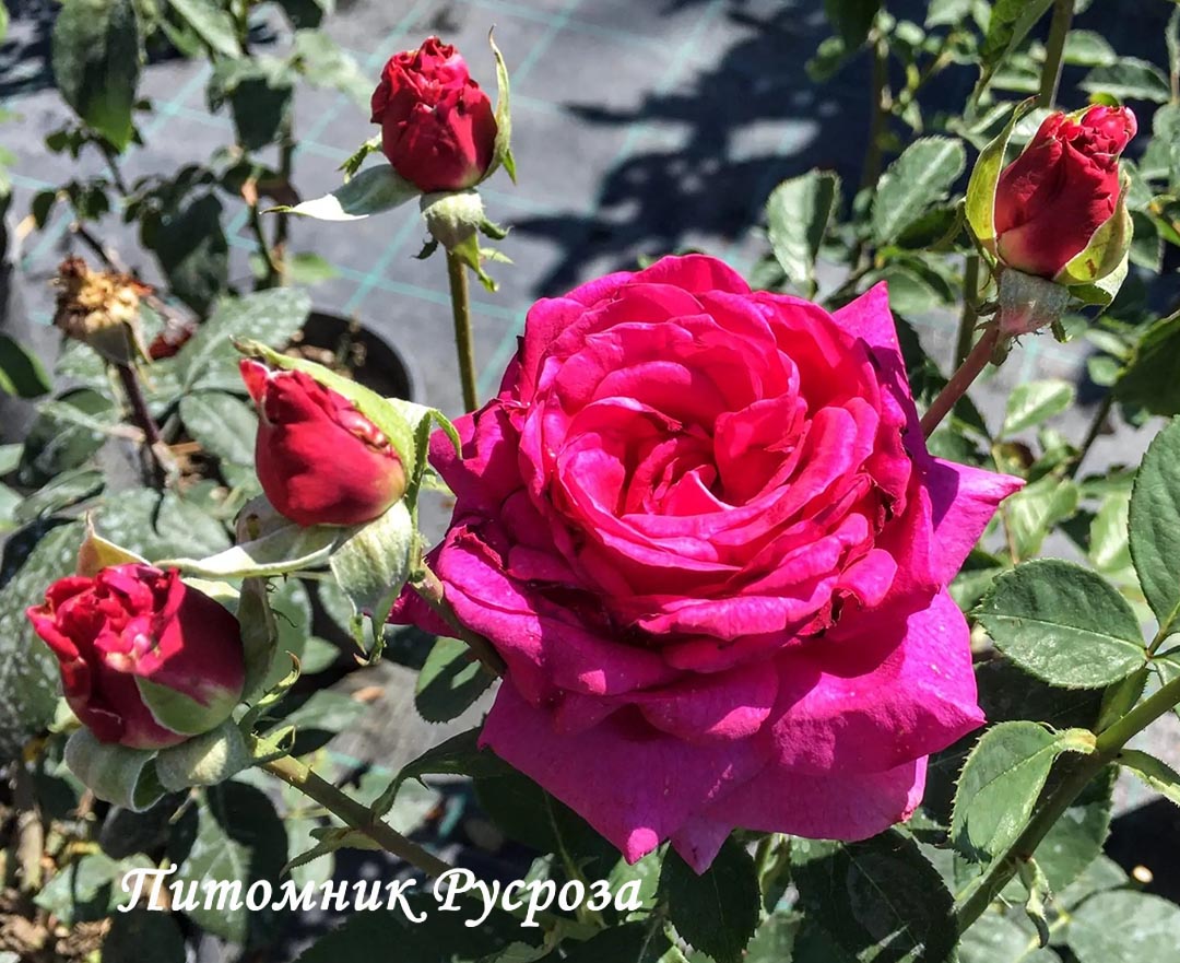 BIG PURPLE (STEBIGPU)