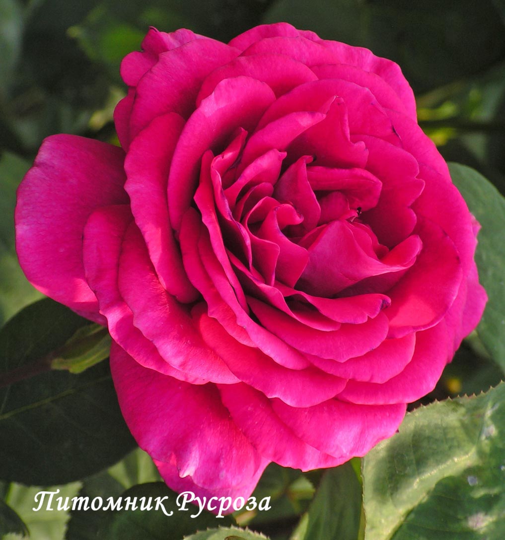 BIG PURPLE (STEBIGPU)