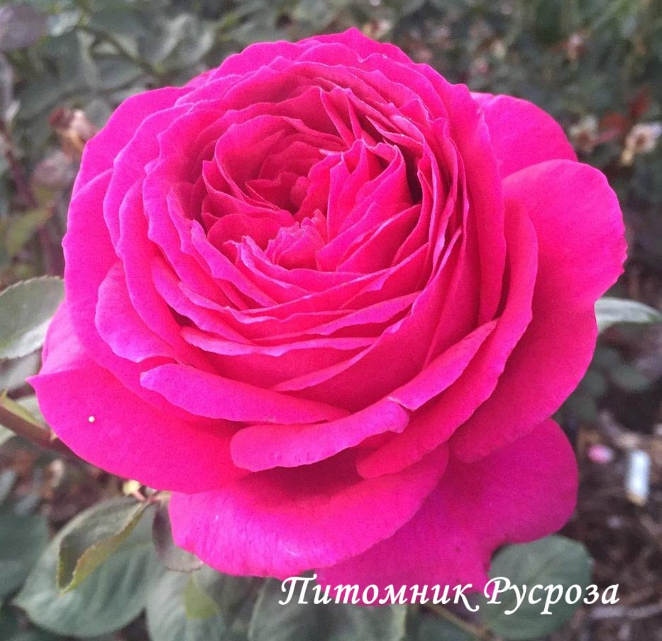 BIG PURPLE (STEBIGPU)