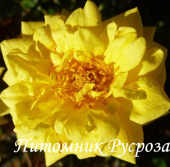 BIJOU D'OR (Goldjuwel)