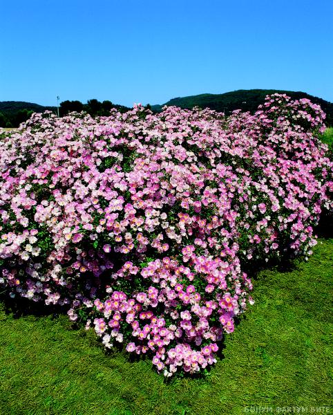 BINGO MEILLANDECOR (MEIPOTAL)