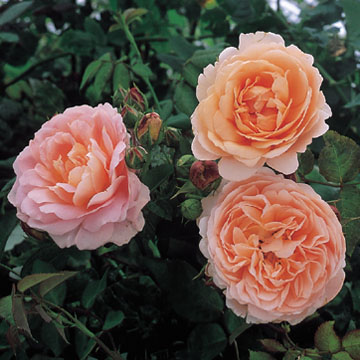 AMBRIDGE ROSE (AUSWONDER)