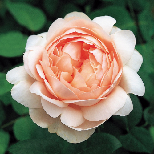 AMBRIDGE ROSE (AUSWONDER)