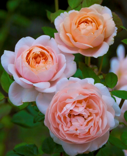 AMBRIDGE ROSE (AUSWONDER)