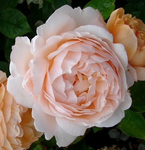 AMBRIDGE ROSE (AUSWONDER)