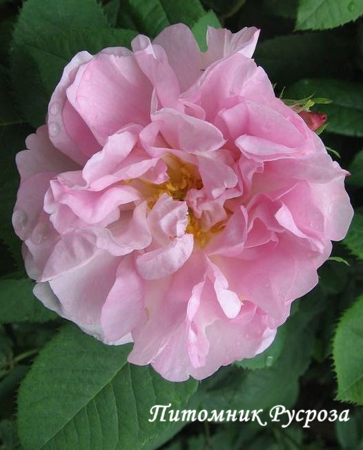 AMELIA (ALBA)
