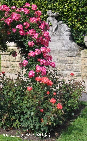 AMERICAN PILLAR