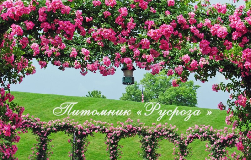 AMERICAN PILLAR