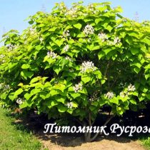 Катальпа бигнониевидная ШТАМБ