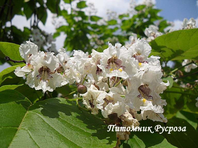 Катальпа бигнониевидная ШТАМБ