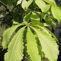 Каштан конский 