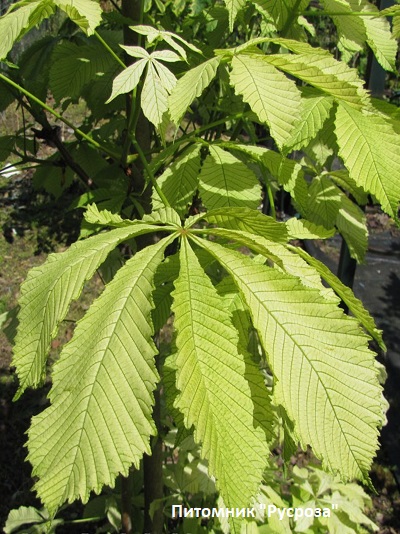 Каштан конский 