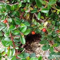 Кизильник Даммера 