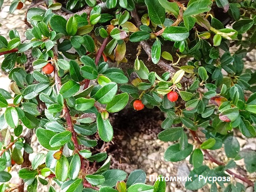 Кизильник Даммера 