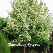 Клен остролистный 