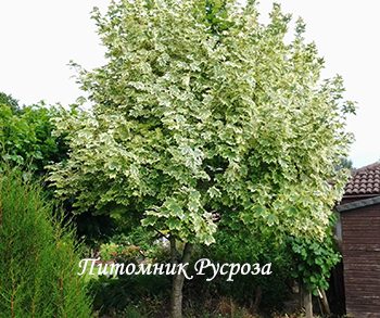 Клен остролистный 