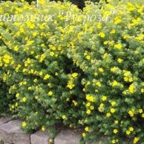 Лапчатка кустарниковая 