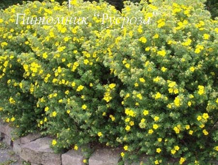 Лапчатка кустарниковая 