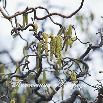 Лещина обыкновенная 