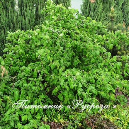 Лещина обыкновенная 