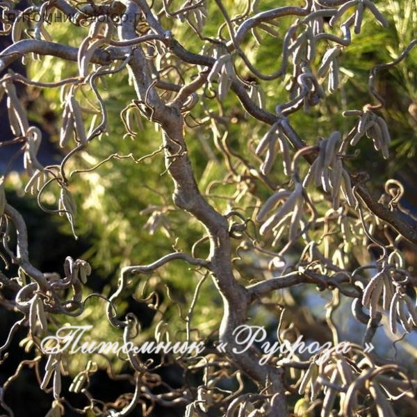 Лещина обыкновенная 