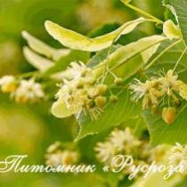 Липа мелколистная КРУПНОМЕР 200-250