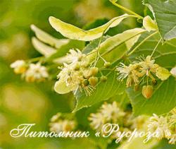 Липа мелколистная КРУПНОМЕР 200-250