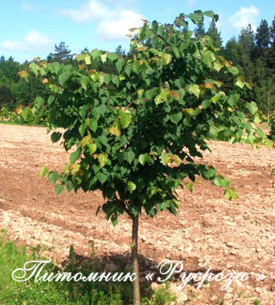 Липа мелколистная