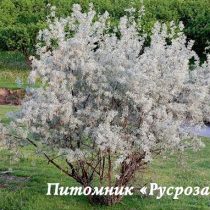 Лох серебристый (Elaeagnus commutata)