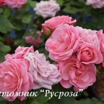 BAILANDO (TANBAK) ШТ 90-110