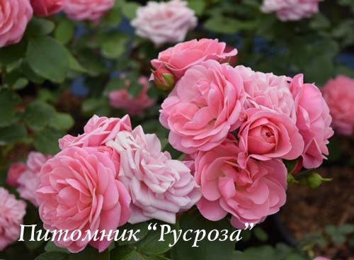 BAILANDO (TANBAK) ШТ 90-110