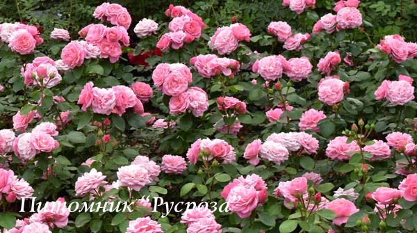 BAILANDO (TANBAK) ШТ 90-110