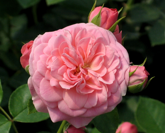 BAILANDO (TANBAK) ШТ 90-110