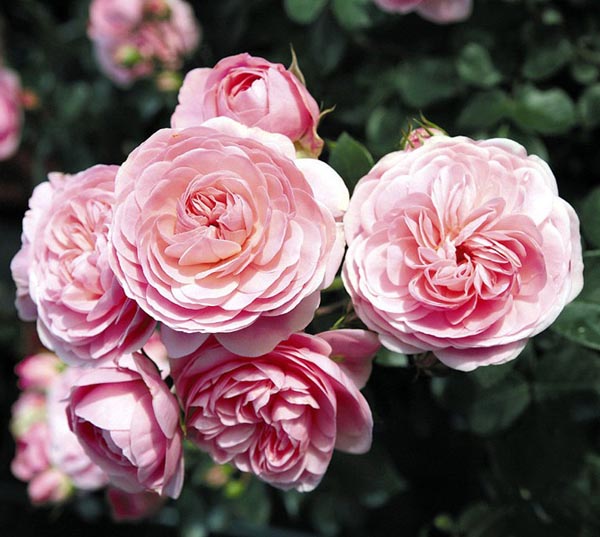 BAILANDO (TANBAK) ШТ 90-110