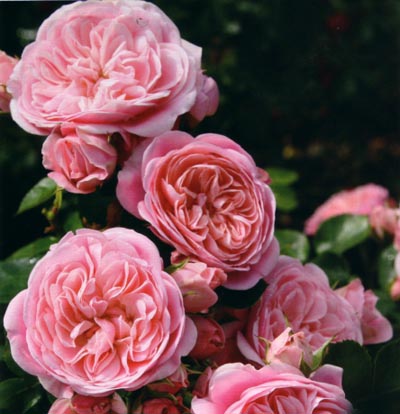 BAILANDO (TANBAK) ШТ 90-110