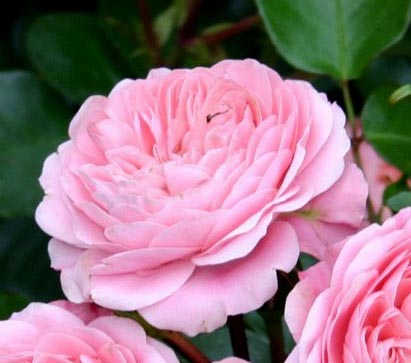 BAILANDO (TANBAK) ШТ 90-110