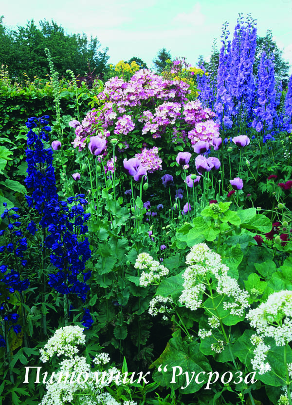 BALLERINA (David Austin) ШТ 100-110