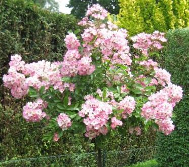 BALLERINA (David Austin) ШТ 100-110